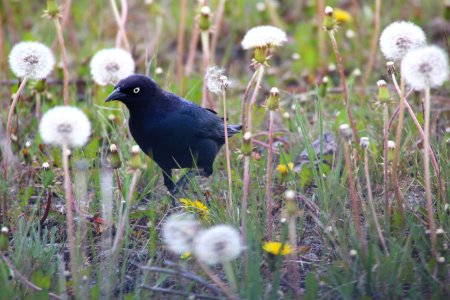 Brewer's Blackbird