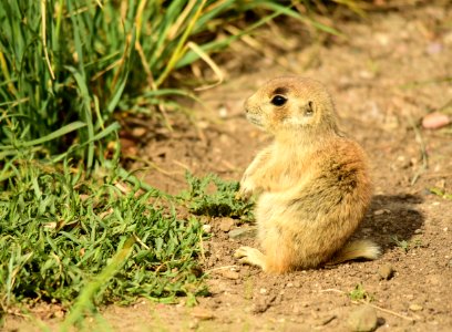White-tailed prairie dog at Arapaho National Wildlife Refuge