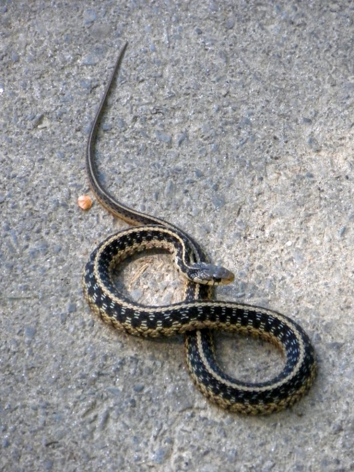 Snake!