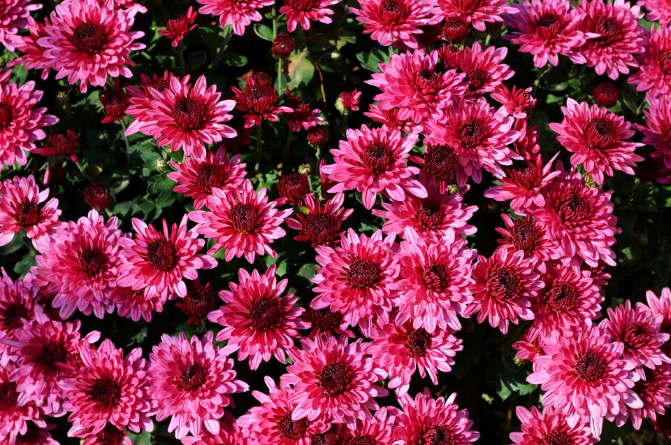 Nature flower pink flower