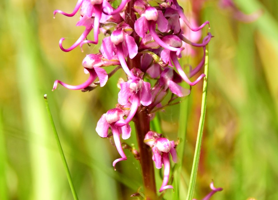 Elephanthead (Pedicularis groenlandica) at Arapaho National Wildlife Refuge