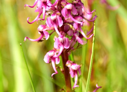 Elephanthead (Pedicularis groenlandica) at Arapaho National Wildlife Refuge