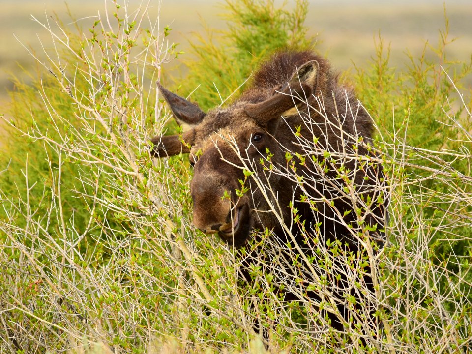Moose at Seedskadee National Wildlife Refuge