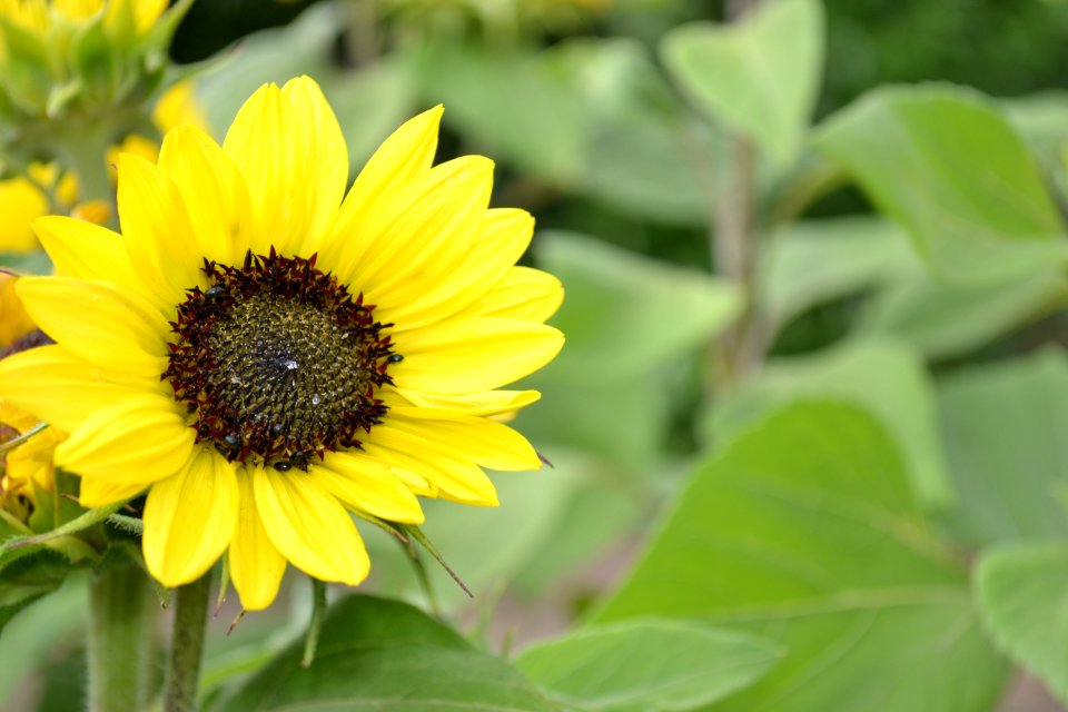 Sunflower
