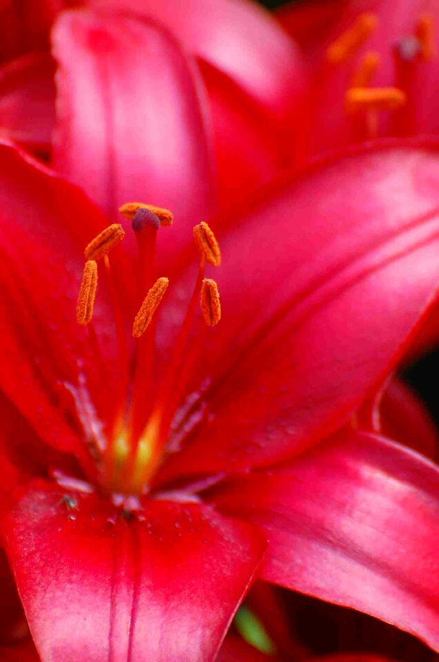 Close up blossomed red