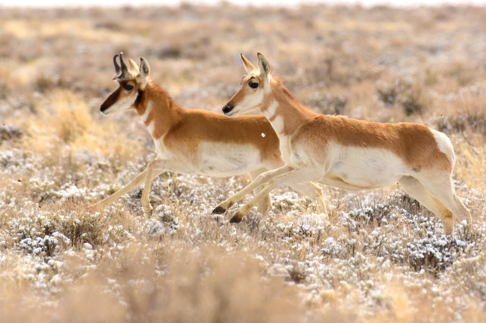 Pronghorn at Seedskadee National Wildlife Refuge