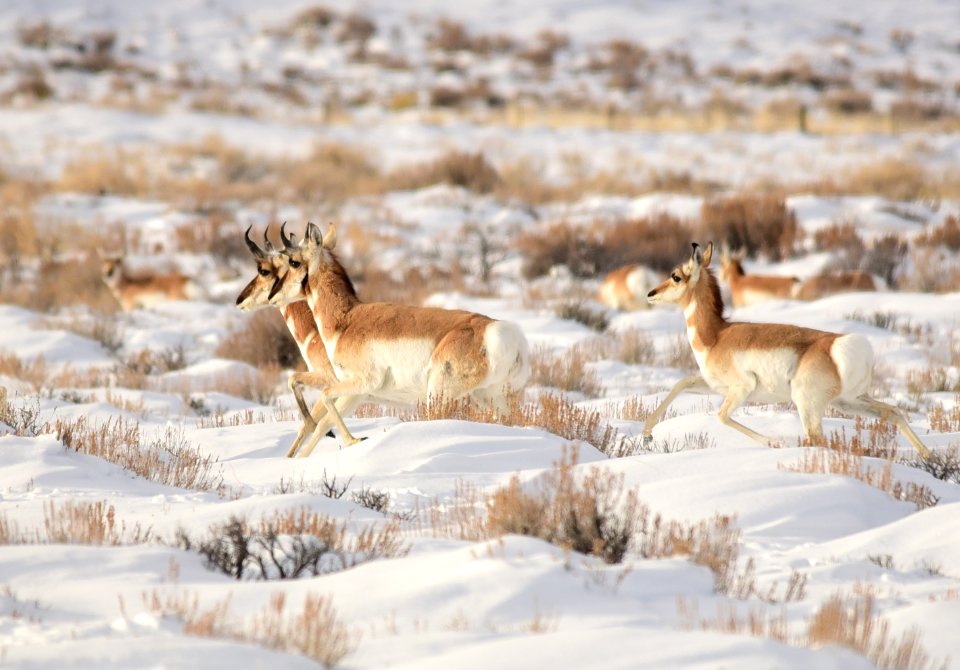 Pronghorn at Seedskadee National Wildlife Refuge