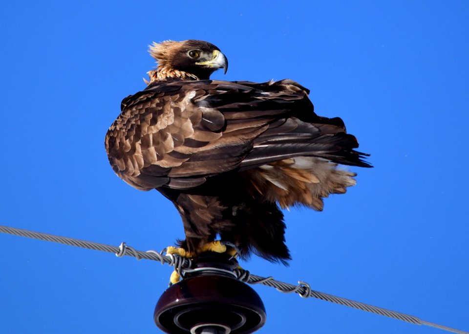 Golden eagle in Wyoming