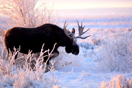 Moose at Seedskadee National Wildlife Refuge
