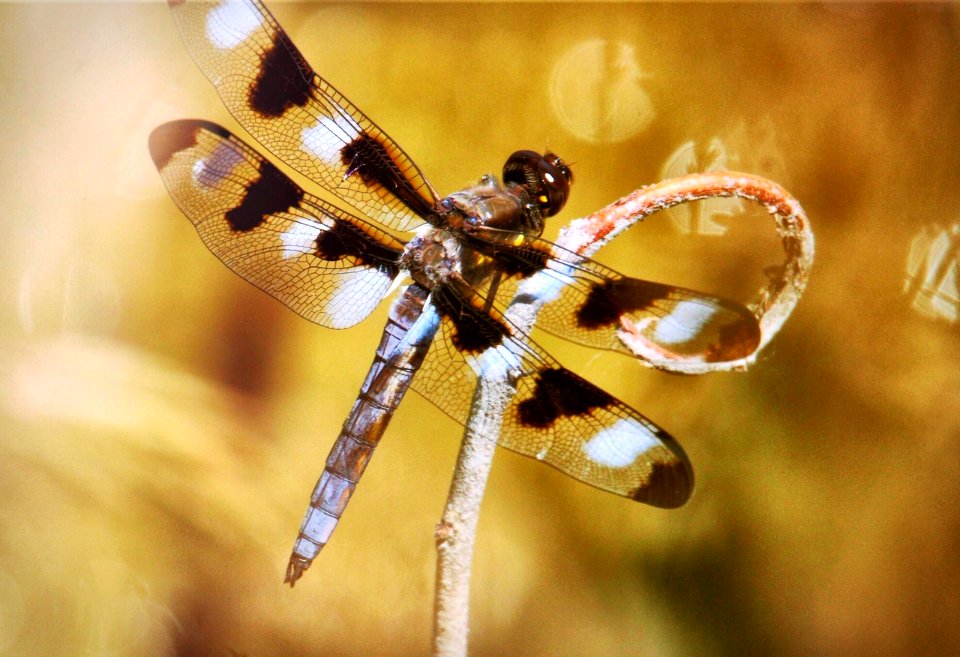 Twelve-spotted skimmer