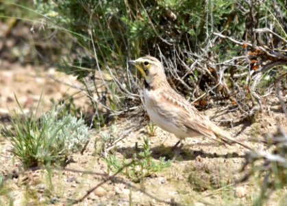 Horned lark at Seedskadee National Wildlife Refuge