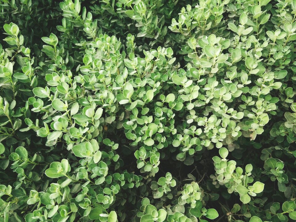 Botany green growth