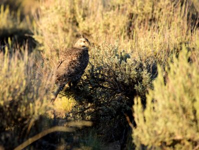 Greater sage-grouse at Seedskadee National Wildlife Refuge