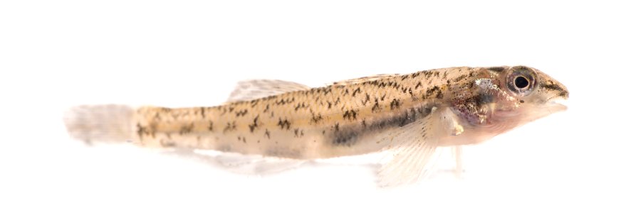 Johnny Darter (Etheostoma nigrum)