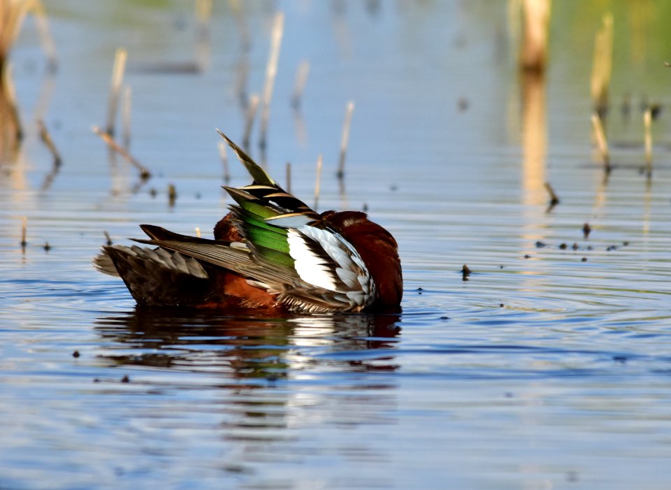 Cinnamon teal at Seedskadee National Wildlife Refuge