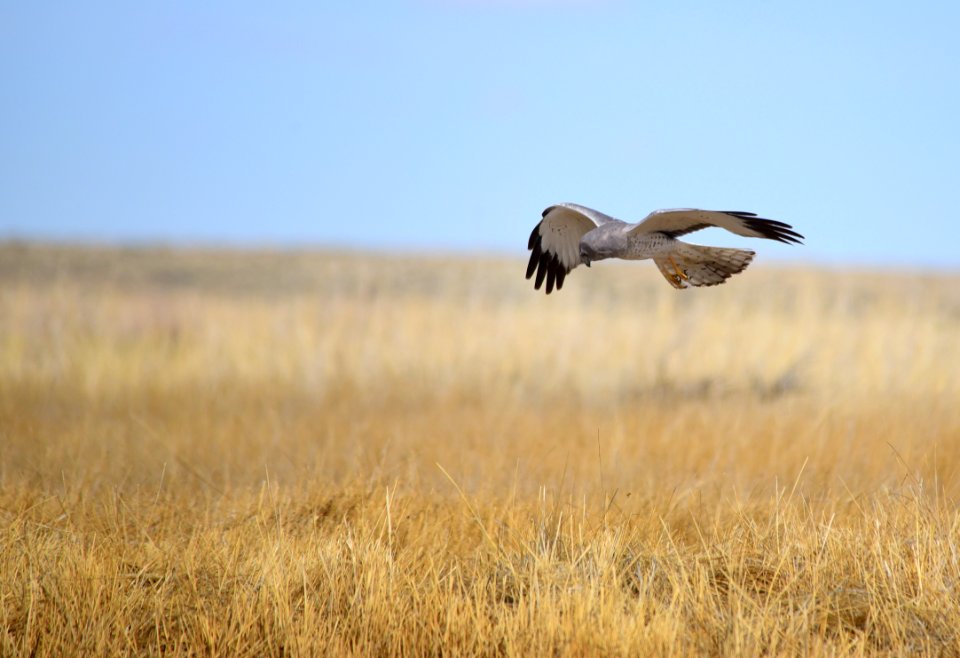 Northern harrier at Seedskadee National Wildlife Refuge