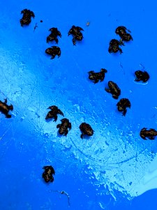 Boreal Toadlets in a tub