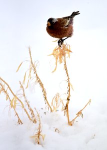 Gray-crowned rosy-finch at Seedskadee National Wildlife Refuge photo