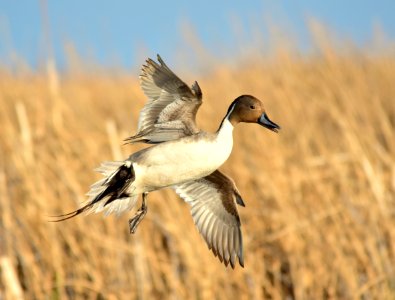 Northern pintail at Seedskadee National Wildlife Refuge photo