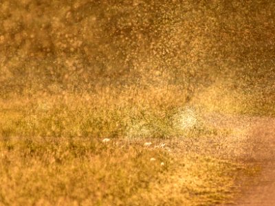 Midge swarm at Arapaho National Wildlife Refuge
