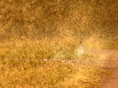 Midge swarm at Arapaho National Wildlife Refuge photo