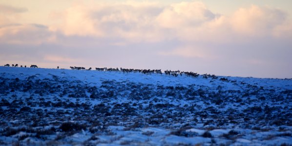 Pronghorn on the move at Seedskadee National Wildlife Refuge