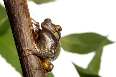Cope's Gray Tree Frog