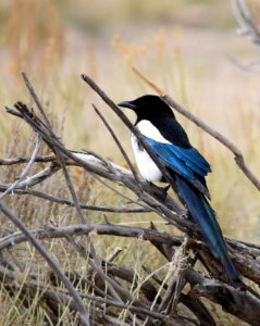 Black-billed magpie on Seedskadee National Wildlife Refuge photo