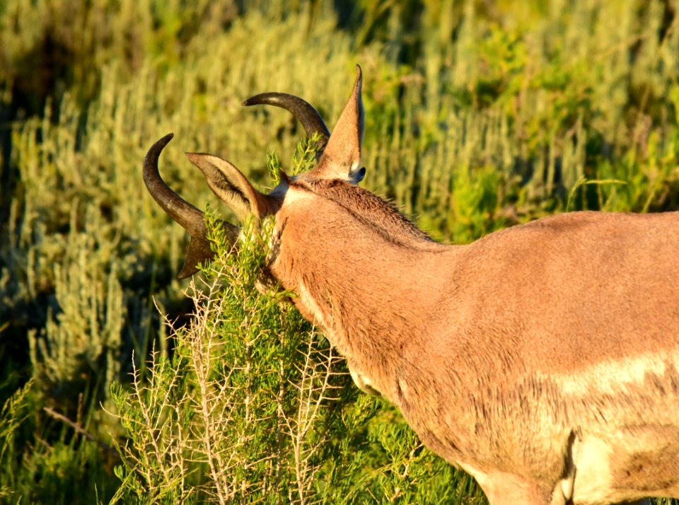 Pronghorn at Arapaho National Wildlife Refuge