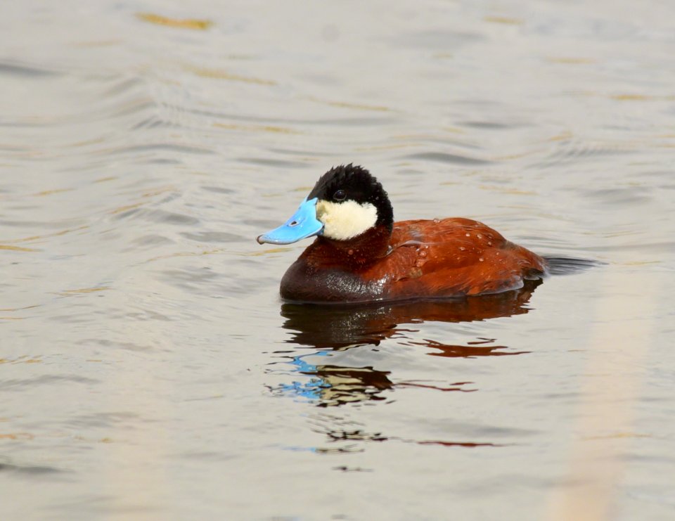 Ruddy duck at Seedskadee National Wildlife Refuge