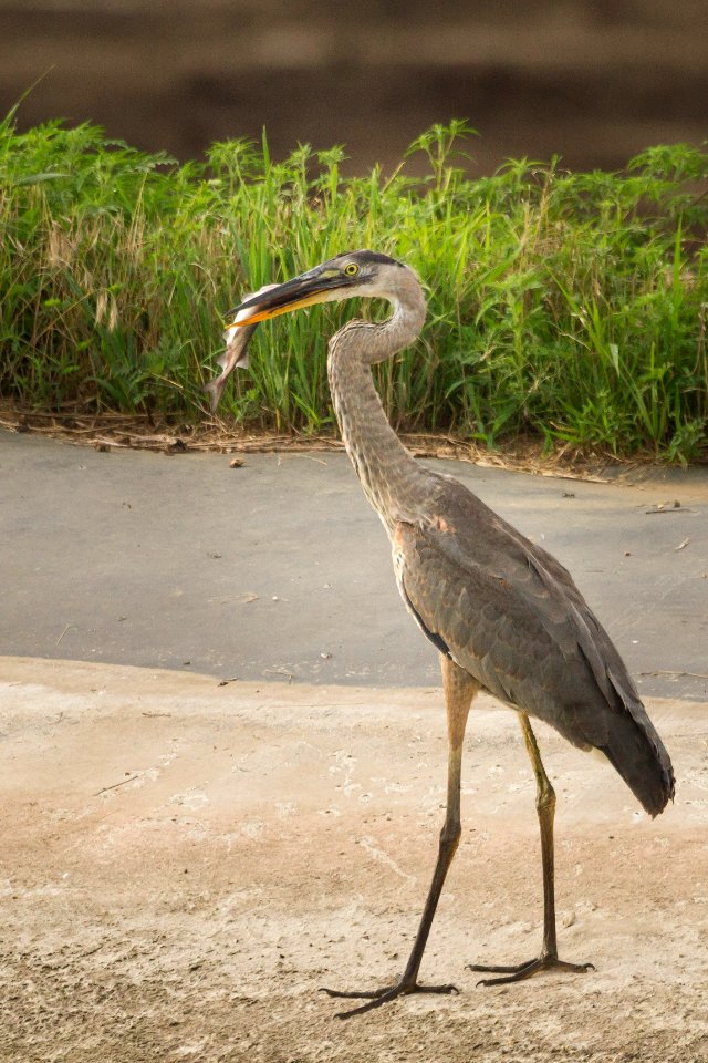 Great blue heron with paddlefish