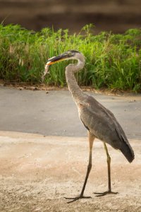Great blue heron with paddlefish