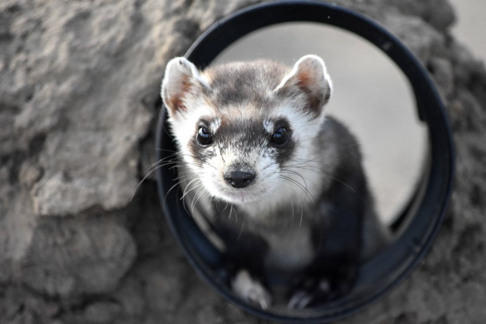 Elisa Dahlberg- Ferret- Chigger (14)