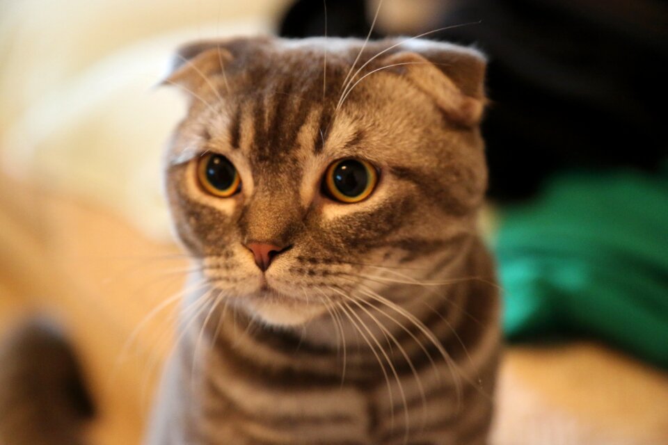 Animal kitty brown eye