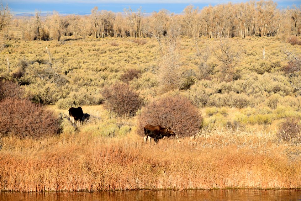 Moose at Seedskadee National Wildlife Refuge