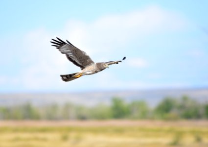 Northern harrier at Seedskadee National Wildlife Refuge photo