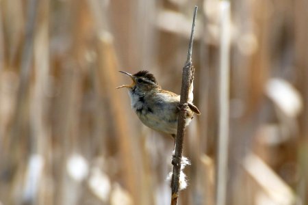 Marsh Wren photo