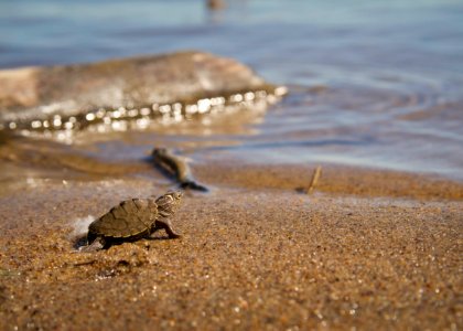 False Map turtle hatchling photo