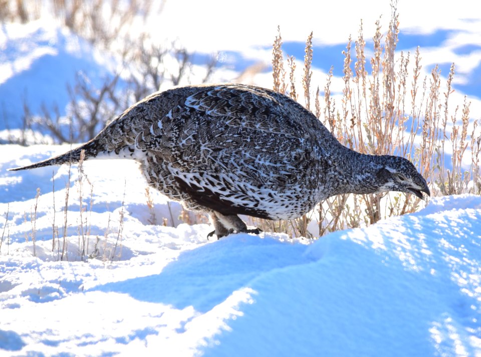 Greater sage-grouse at Seedskadee National Wildlife Refuge