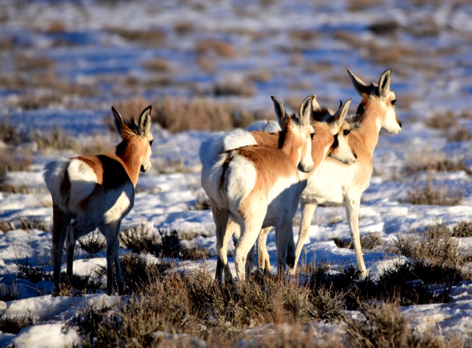 Pronghorn on Seedskadee National Wildlife Refuge