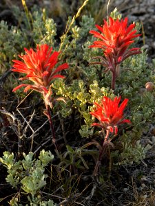 Wyoming big sagebrush and paintbrush at Seedskadee National Wildlife Refuge