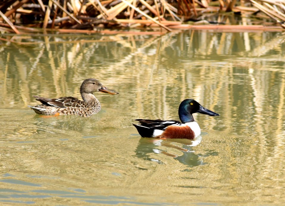 Northern shoveler at Seedskadee National Wildlife Refuge