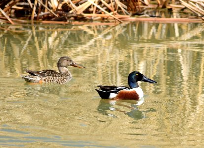 Northern shoveler at Seedskadee National Wildlife Refuge