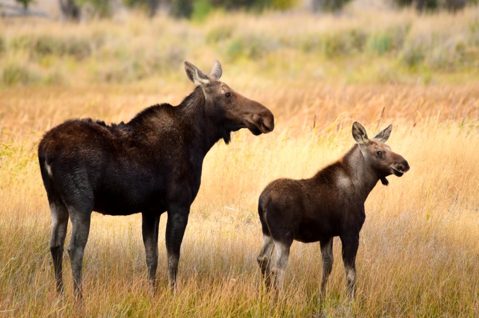 Moose on Seedskadee National Wildlife Refuge