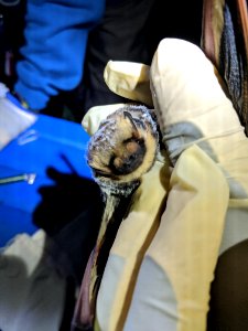 Hoary Bat Close-Up