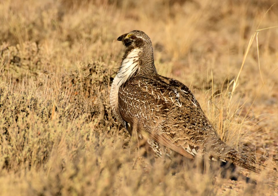 Greater sage-grouse at Seedskadee National Wildlife Refuge