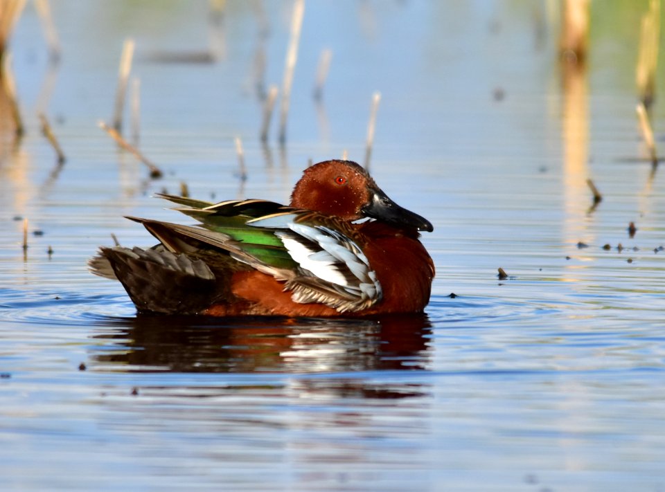 Cinnamon teal at Seedskadee National Wildlife Refuge