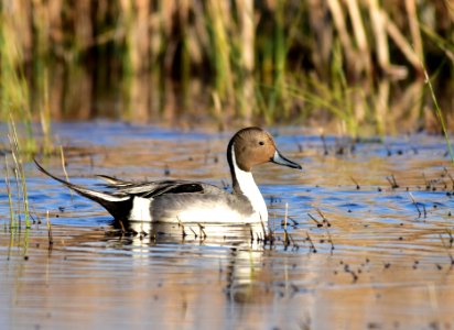 Northern pintail at Seedskadee National Wildlife Refuge