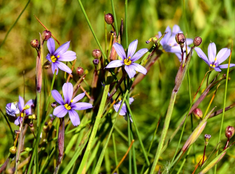 Blue-eyed grass (Sisyrinchium spp.) at Arapaho National Wildlife Refuge