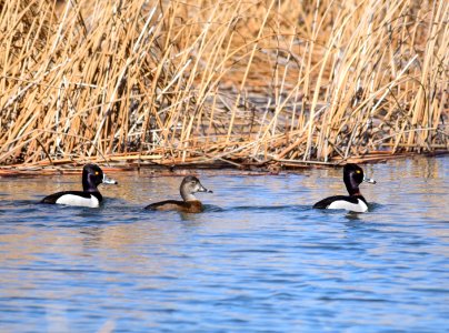 Ring-necked duck at Seedskadee National Wildlife Refuge